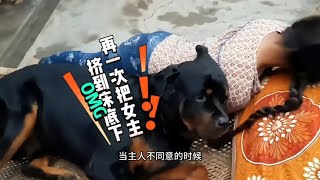 狗狗非得跟女主一起睡，被拒绝后竟然把主人挤下了床！笑得人肚疼