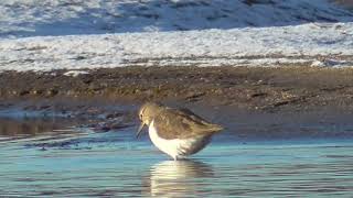 S0045　Oita River　A Cold Snowy Morning　Common Sandpiper