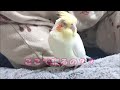 穴があったら入りたいオカメインコのきなこ　【きなこのお父さんのhow to bird】オカメインコと愉快な仲間たち