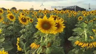 ชมทุ่งดอกทานตะวัน (Sunflower filed)