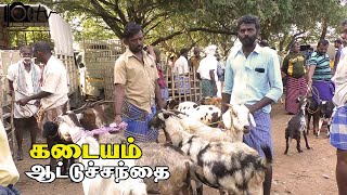 kadayam goat market | கடையம் ஆட்டுச்சந்தை