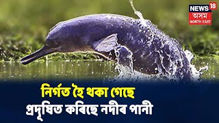 Dibru Saikhowa National Parkলৈ ভাবুকি, তৈলখাদৰ পৰা অহৰহ নিৰ্গত হৈ থকা তেলে মাতিছে বিপদ