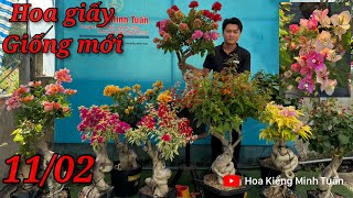 11/02:Gl hoa giấy ghép giống mới Sonia,Golden Rao,Emas bonsai,6m kép chùm,siêu bông,son môi cam,,,