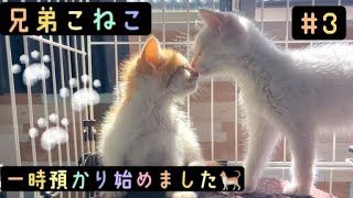 保護猫・一時預かり】#3 兄弟こねこ 本当の家族を見つけるまで