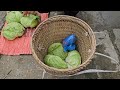 single mother dug a pond to make a swimming pool for the ducks harvest cabbage to sell.