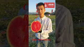 Farm Fresh Ninja Fruit Tik Tok China EP 32