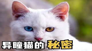 你见过异瞳猫吗？你家猫咪的颜色是什么颜色？