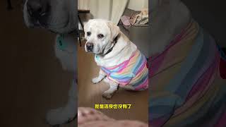 #狗狗的心思都写在脸上了