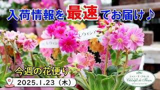 今週の花便り #116【2025.1.24】投稿が遅れて申し訳ございません 商品のお値段は概要欄にございます【入荷情報を最速でお届け!!】