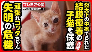 【子猫 保護】左目を失うかもしれない...炎天下の中捨てられた茶トラ兄弟【後編】