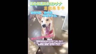 @plusde24  #動物保護団体ヨンナナ #里親募集 #里親募集中 #保護犬 #保護犬を家族に #保護活動の現実　