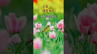 人生：活在当下#治愈音乐 #正能量 #生活