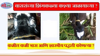 वासराच्या शिंगकळ्या कश्या जाळाव्यात, वासराची शिंगे जाळणे #dehorning in calves #disbudding calves