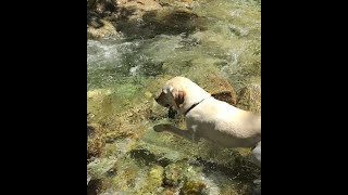 水がめちゃ綺麗！白州 尾白川渓谷 吊り橋を渡る犬 #ラブラドール One of the most beautiful river in Japan #Labrador#dog#river#bridge