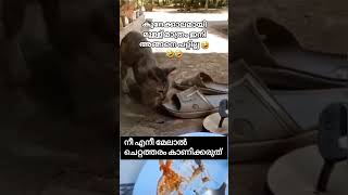 നീ മീൻ മേടിക്കാൻ ചെരുപ്പ് ഇടാതെ പോ 😻#funnycat #catlover #catfeed #catvidios#Richu vloq offical@