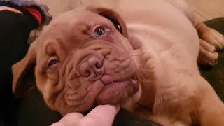 10 week old Dogue de Bordeaux Puppy throws a tantrum, absolutely adorable 😍