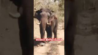 ಅಬ್ಬಾ 😱😱 ಹೇಗಿದೆ ನೋಡಿ ಈ ಕಾಡಾನೆ | ಒಂಟಿಸಲಗ | #ontisalaga #wildelephant