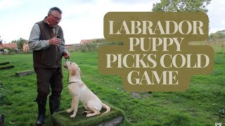 How to train your gundog the basics...