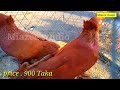 মাত্র ৯০০ টাকা জোড়া কবুতর kobotor 900 taka jora seraji kobotor video দামি কবুতর