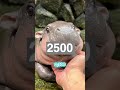 endangered pygmy hippo born in scotland a rare delight🦛 shorts viralshort ytshorts