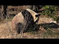 【超カワ】休園前の上野のパンダ・リーリーの食事～the movie that a male giant panda having a meal