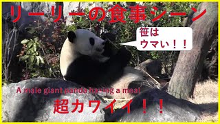 【超カワ】休園前の上野のパンダ・リーリーの食事～the movie that a male giant panda having a meal