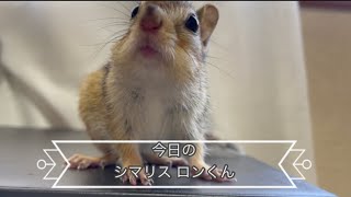 今日のシマリス ロンくん　Today's chipmunk Ron