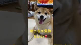 マッサージが気持ち良すぎる柴犬すず#shibainu ＃柴犬#shorts