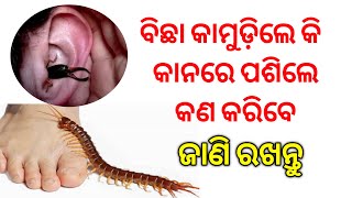 ବିଛା କାମୁଡ଼ିଲେ କଣ କରିବେ। bichha kamudile kana kariba। bichha kamuda medicine odia। odia health tips।