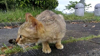 駐車場で野良猫がニャーニャー言いながら寄ってきた