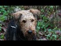 the airedale terrier the king of police dogs