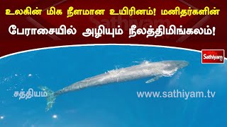 உலகின் மிக நீளமான உயிரினம்! மனிதர்களின் பேராசையில் அழியும் நீலத்திமிங்கலம் ! | Sathiyamtv