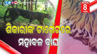 ଶିକାରୀଙ୍କ ଟାର୍ଗେଟରେ ମହାବଳ ବାଘ   || News8odia || Odisha