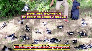 BURUNG KACER DADA HITAM DISINI SUNGGUH BANYAK,PEMIKAT MANA YG GAK NGILER