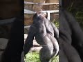 ゴリラの誇示行動　11 1が誕生日のキヨマサ🦍 ゴリラ キヨマサ シャバーニ