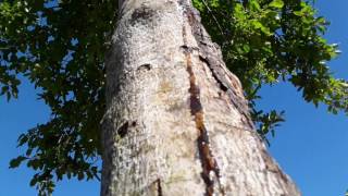 UV radiation damage on trees