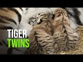 Birth Of Endangered Tiger Cub Duo At Banham Zoo