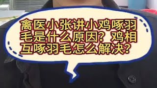 禽医小张讲小鸡啄羽毛是什么原因？鸡相互啄羽毛怎么解决？小鸡啄毛的最好解决办法小鸡互啄是咋回事啊小鸡啄尾巴是什么原因鸡啄羽毛的原因和解决方法小鸡啄自己的羽毛是怎么