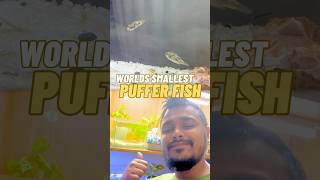 Worlds Smallest Puffer Fish | পৃথিবীর শবচাইতে ছোট পটকা মাছ #zakiloveandpets #pufferfish #fish