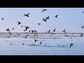 中国吉林省白城市镇赉县金秋候鸟南飞golden autumn migratory bird flies south in zhenlai county jilin province china