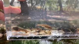 昆陽池公園小川でガサガサ（初物ちびザリガニゲット）たまにまったり軽装備ガサもいいんやない