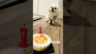 バースデーガールうずら🐶 #ペキニーズ #犬のいる生活 #いぬ #pets #pekingese #birthday #shorts