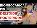 Esercizi e biomeccanica del DELTOIDE POSTERIORE