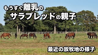 もうすぐ離乳のサラブレッドの親子は夜間放牧中