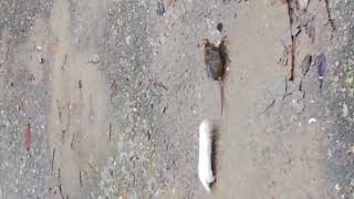 БОЙ МЕЖДУ ЛАСКОЙ И КРЫСОЙ  (●'◡'●) / FIGHT BETWEEN A WEASEL AND A RAT