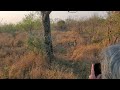 intense fight between two large male leopards londolozi tv