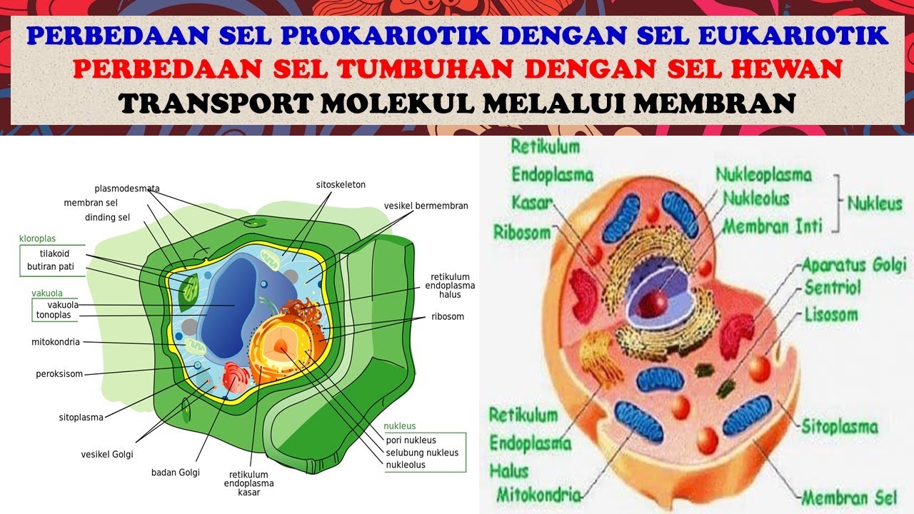 Gambar Sel Tumbuhan Dan Sel Hewan – Denah