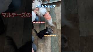 [マルチーズ１歳11ヶ月1.7キロのポポ]マルキーちゃんと相性どうでしょ？　#マルチーズ　#マルチーズのポポ　#ミックス犬　#ヨークシャテリア　#マルキー　#mixdog　#cute 　#トライアル