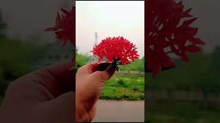 Flower means beauty ❤️🥰।  ফুল মানেই সৌন্দর্য 🥰❤️