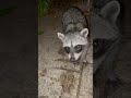 crazy raccoon bangs on tourist viral youtubeshorts youtube explore raccoon viralvideo fyp ￼